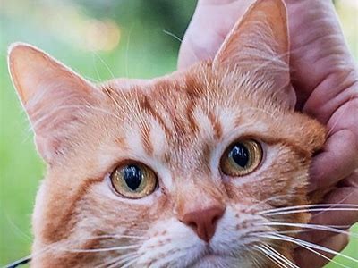 Essential Tips and Useful Tools for Taking Your Cat Outdoors Safely and Comfortably