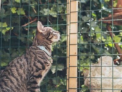Essential Tips and Useful Tools for Taking Your Cat Outdoors Safely and Comfortably