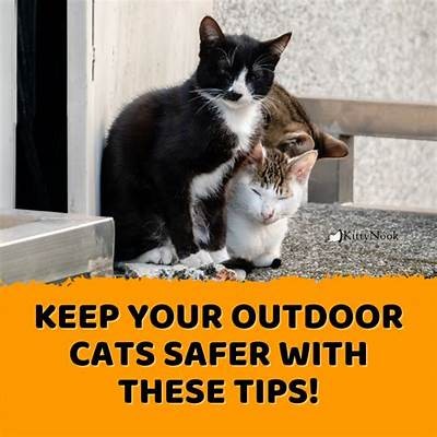 Essential Tips and Useful Tools for Taking Your Cat Outdoors Safely and Comfortably